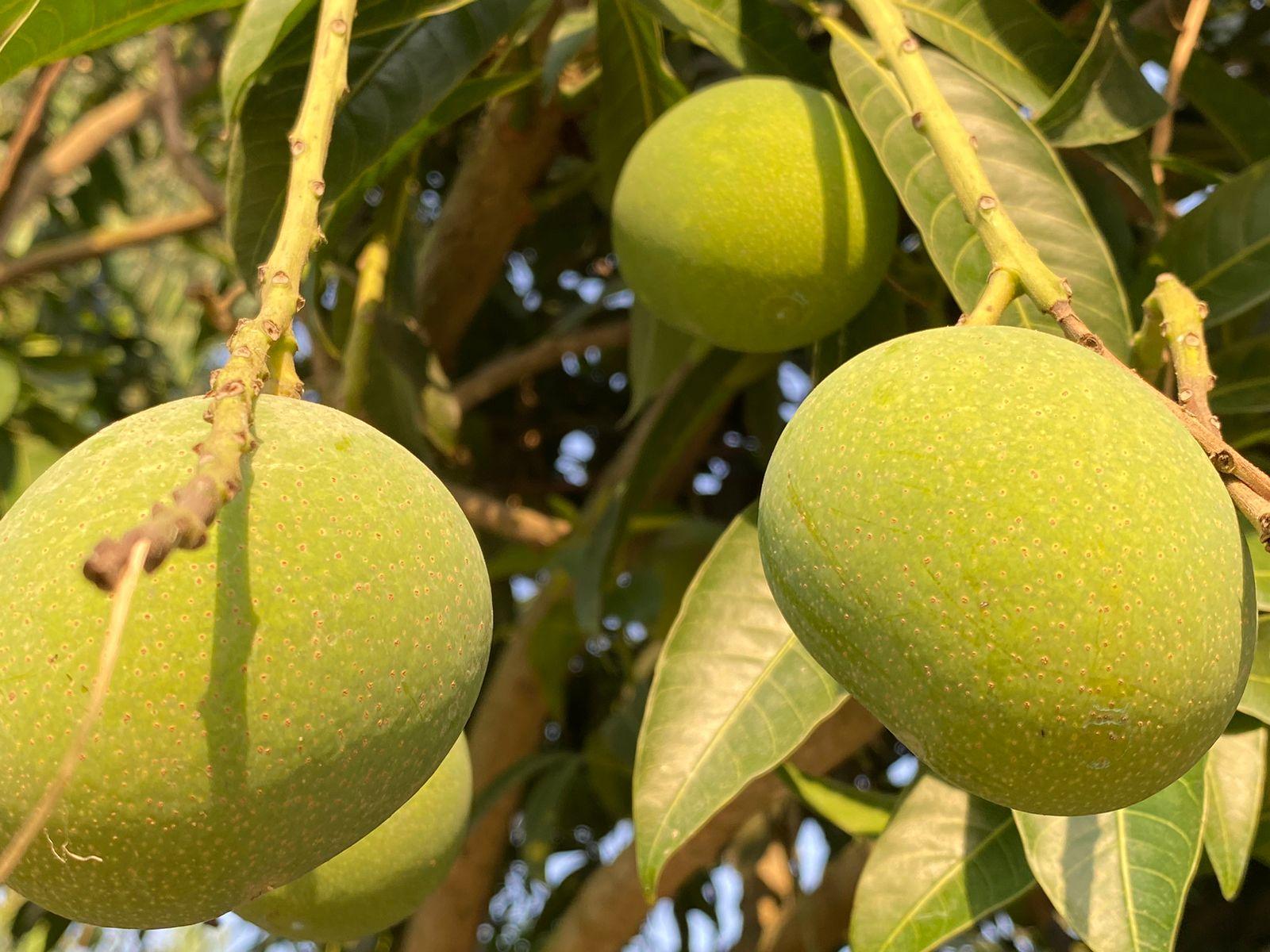 Himsagor Mango